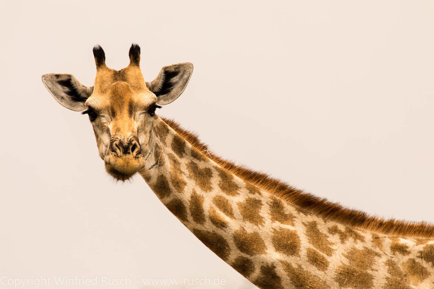 Giraffe im Ethosha Nationalpark, Namibia