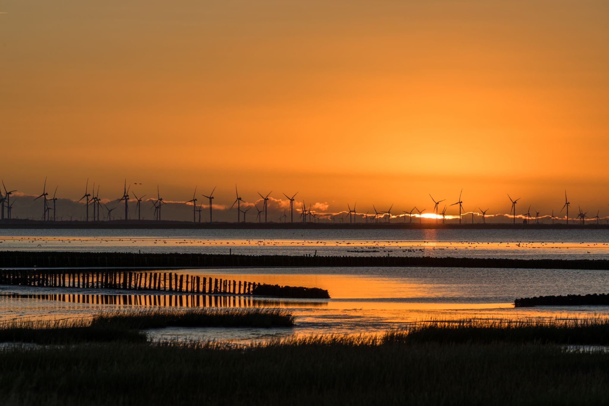 Hallig Oland, Schleswig-Holstein, Germany