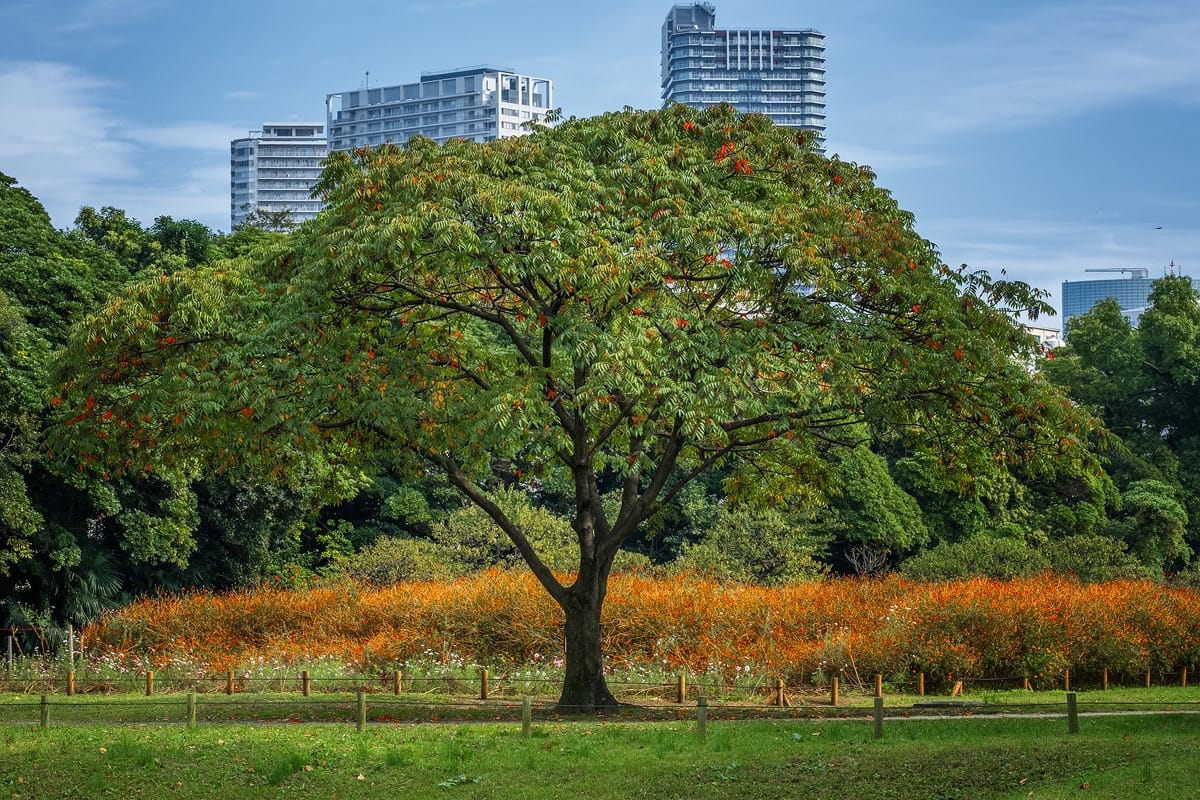 Hamarikyu Garden, Tokyo, Japan