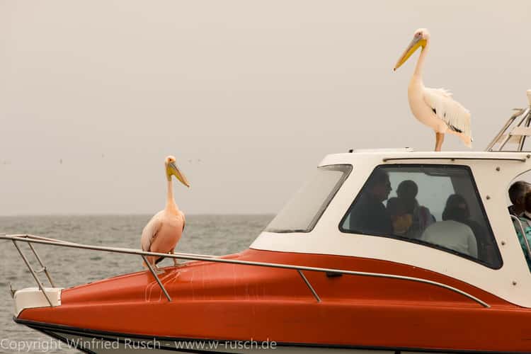 Katamarantour in Walvis Bay