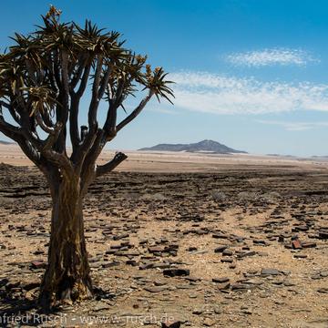 Köcherbaum (Aloe dichotoma), Namibia
