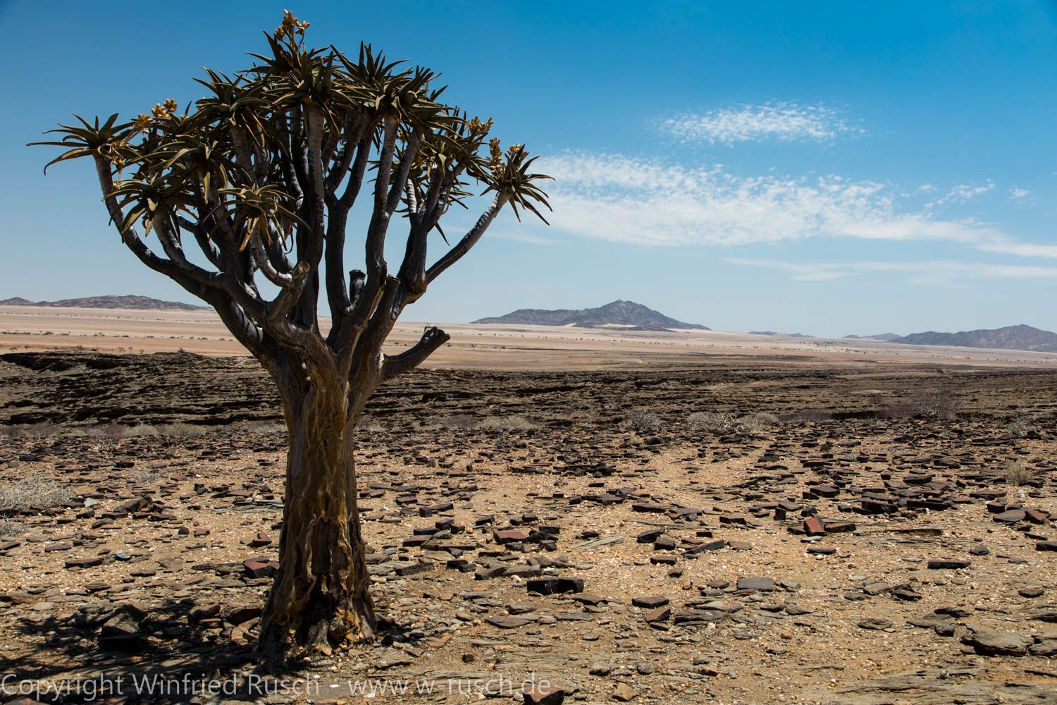 Köcherbaum (Aloe dichotoma), Namibia