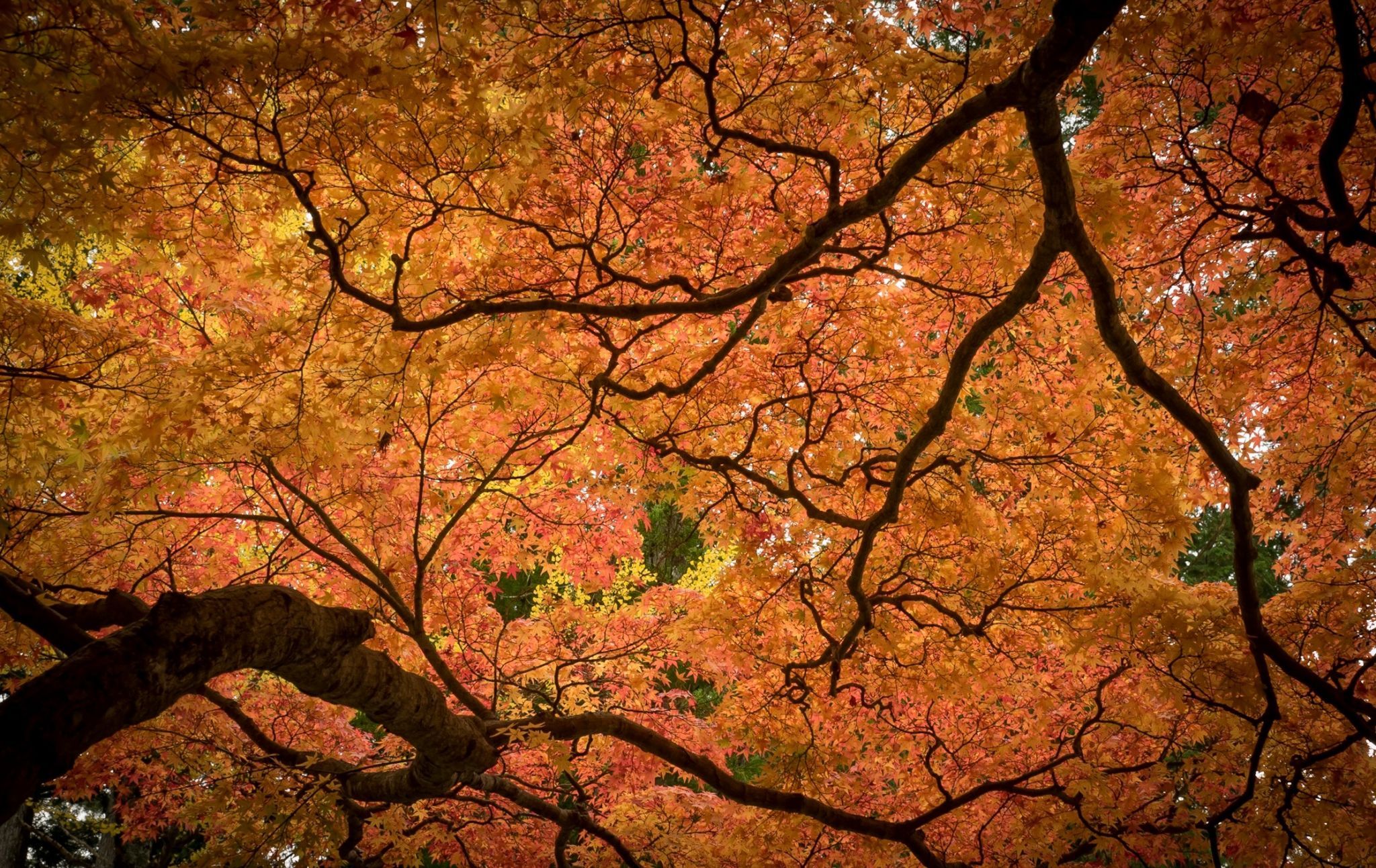 Koyasan, japan, Japan