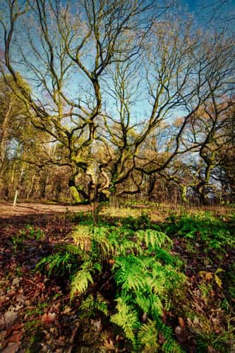 Kratt-Oaks near Buchholz