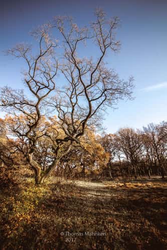 Kratt-Oaks near Buchholz