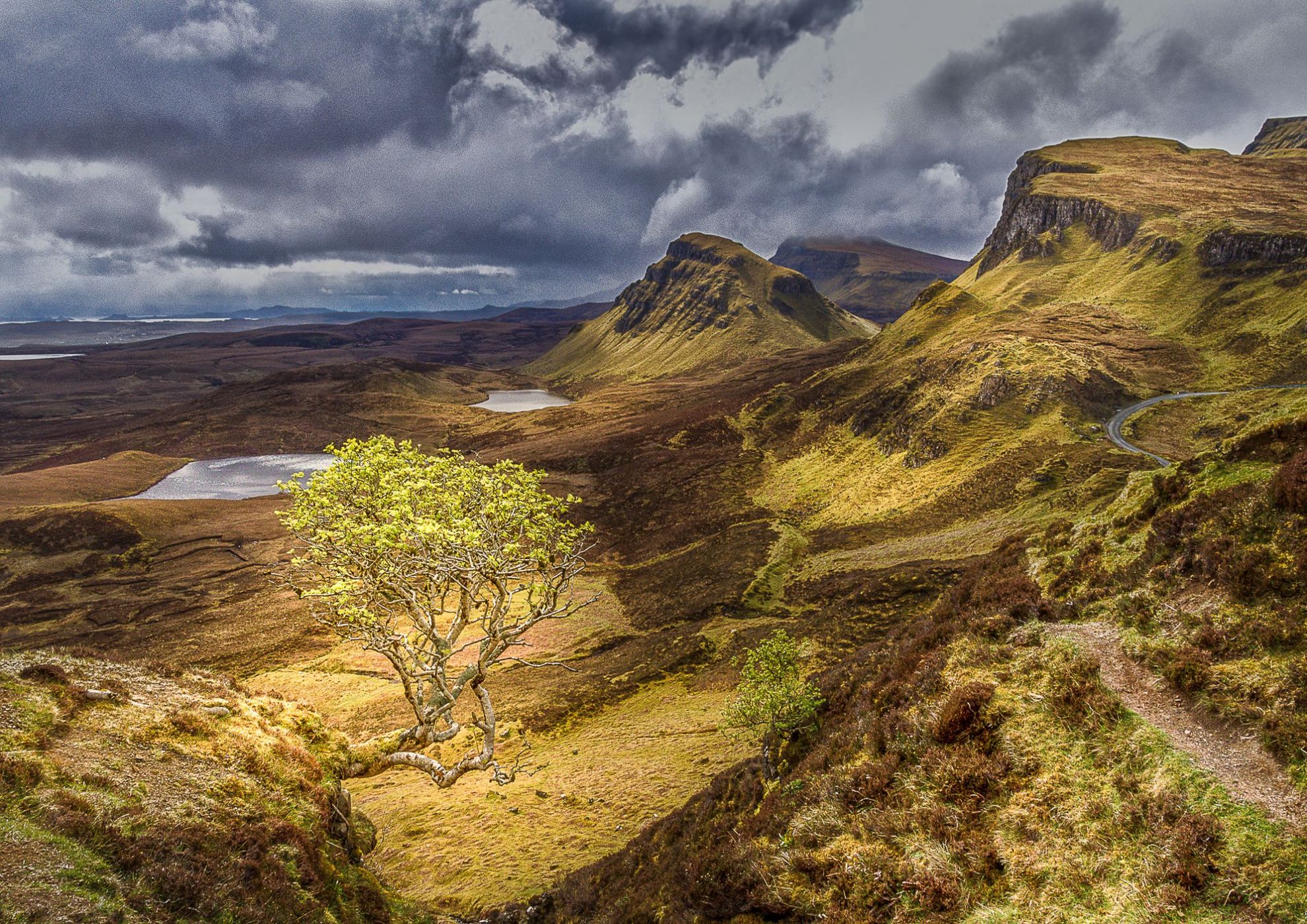 Lonely Tree at Quiraing, United Kingdom