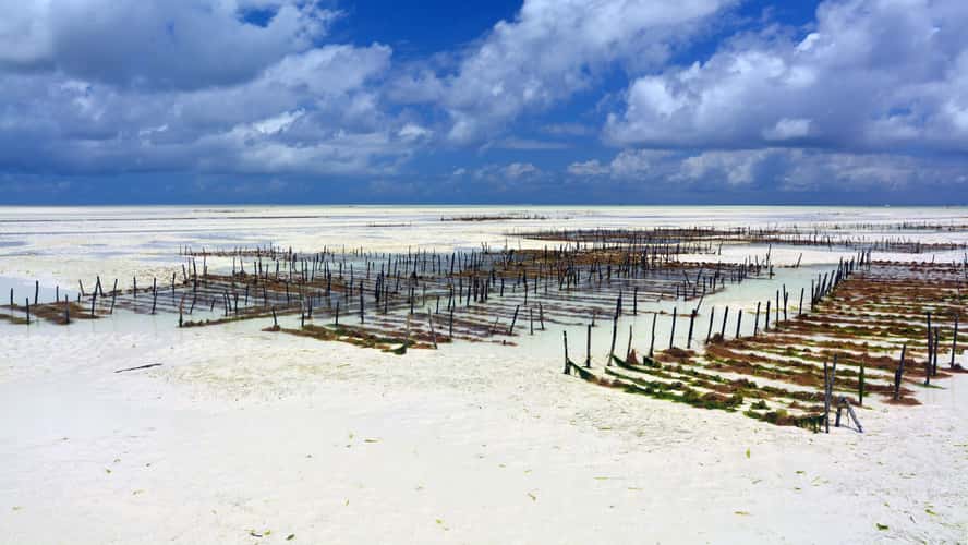 Paje Beach Zanzibar