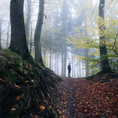 Path up to 3-Lake-View, Siebengebirge, Germany