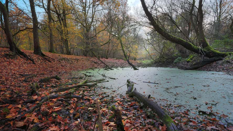 Pond in the Forest - Kottenforst-Venusberg - Bonn