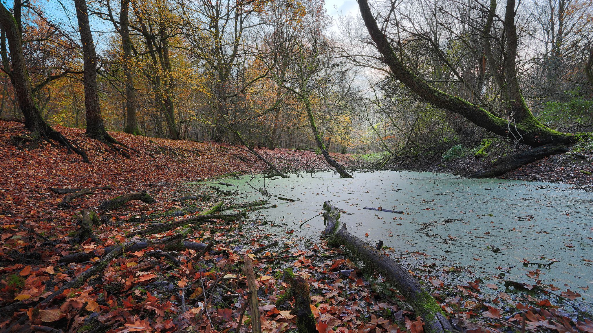Pond in the Forest - Kottenforst-Venusberg - Bonn, Germany
