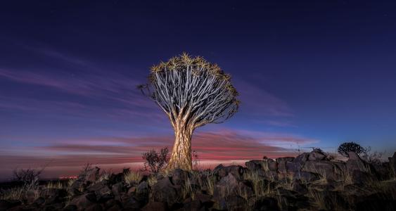 Quivertree Forest