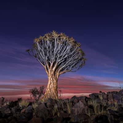 Quivertree Forest, Namibia