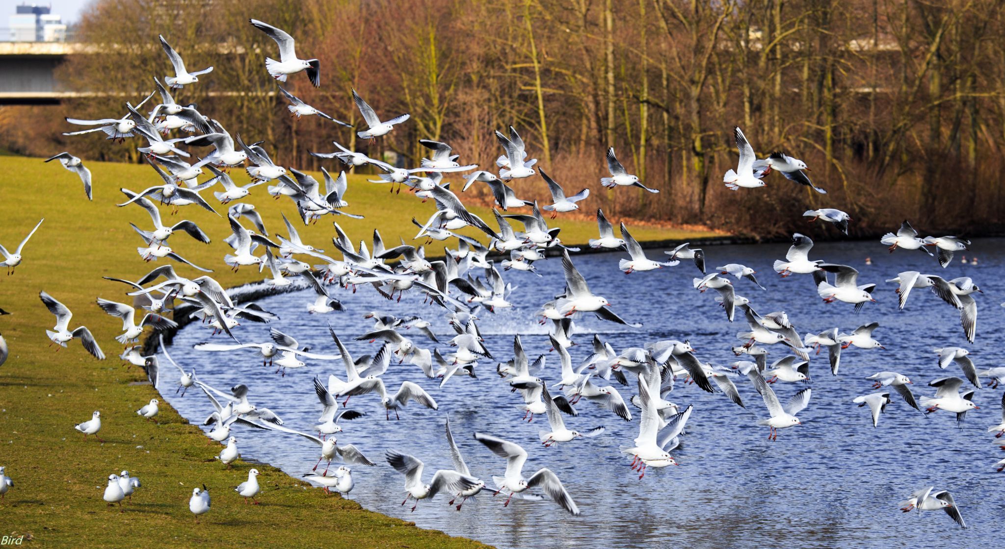 Rheinaue, Bonn, Germany