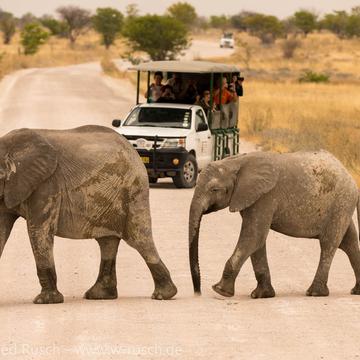 Safari im Etosha Nationalpark, Namibia