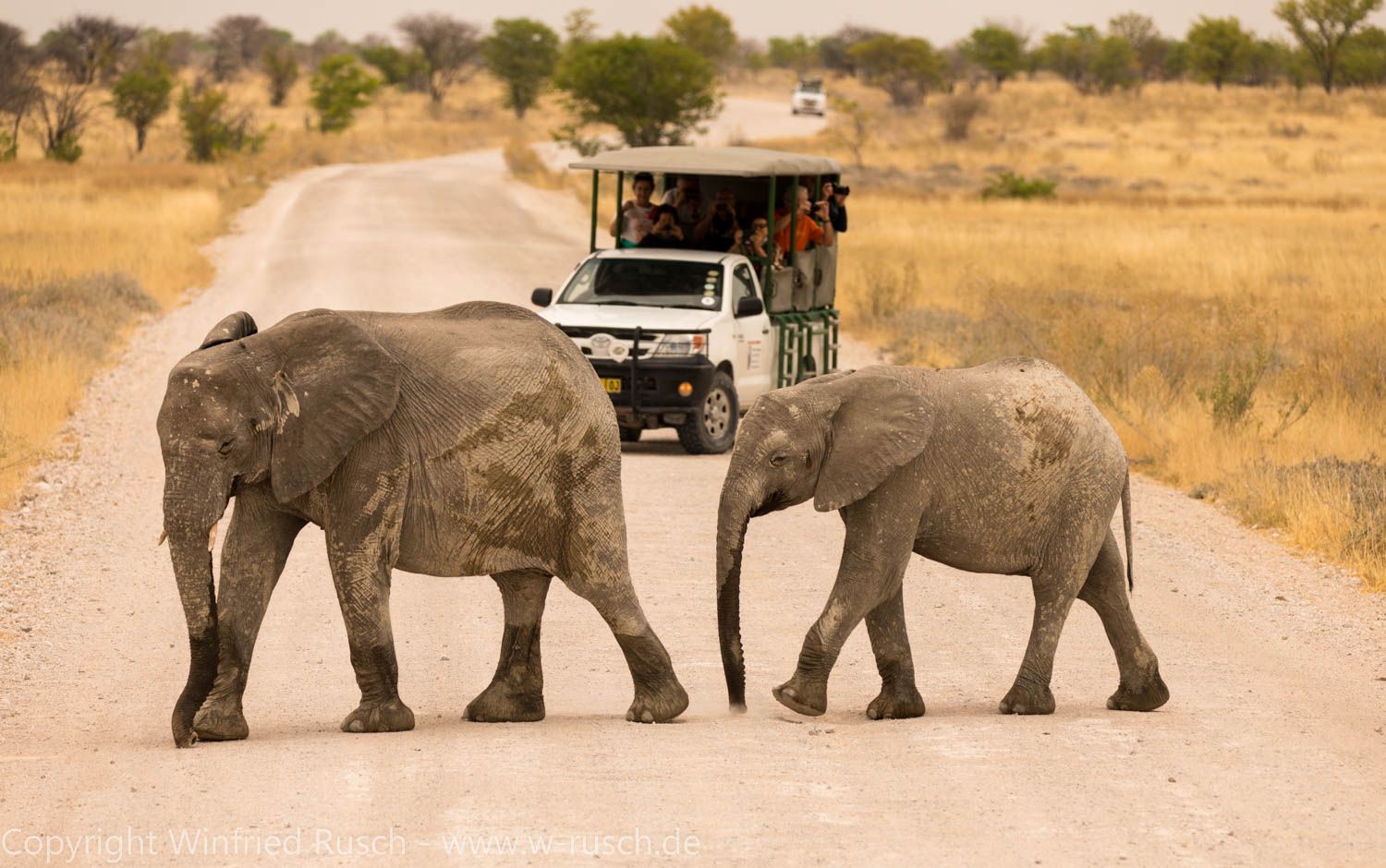 Safari im Etosha Nationalpark, Namibia