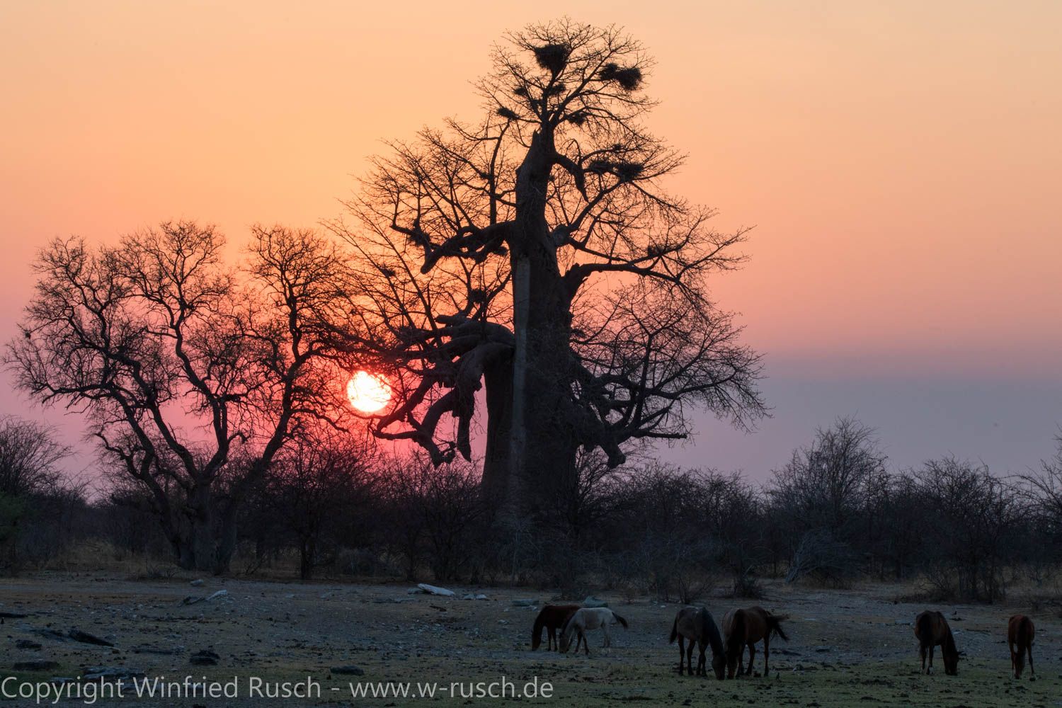Sonnenuntergang bei den Baobab-Bäumen, Botswana