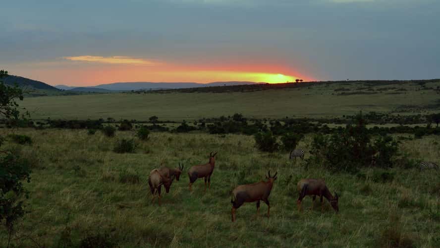 Sunrise in Maasai Mara National Reserve