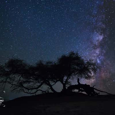 The Santa Tree with Milkyway, Egypt