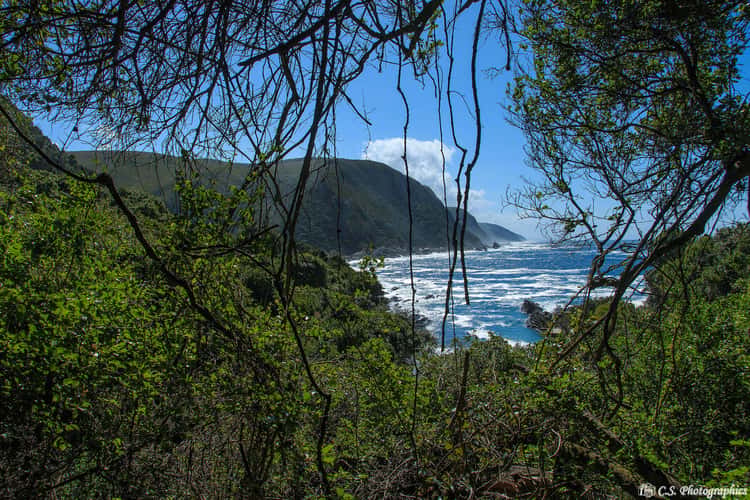 Tsitsikamma national Park