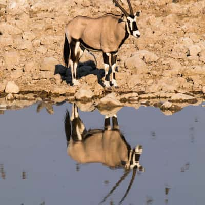 Waterhole at Okaukuejo Camp, Etosha National Park, Namibia