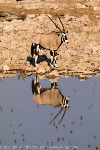 Waterhole at Okaukuejo Camp, Etosha National Park