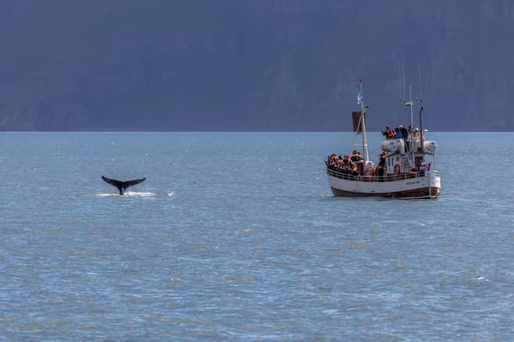 Whale watching near Húsavík, Iceland