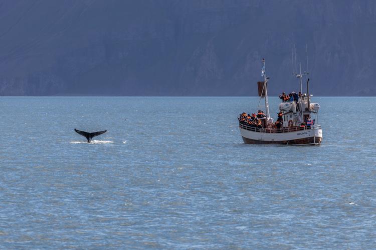 Whale watching near Húsavík, Iceland