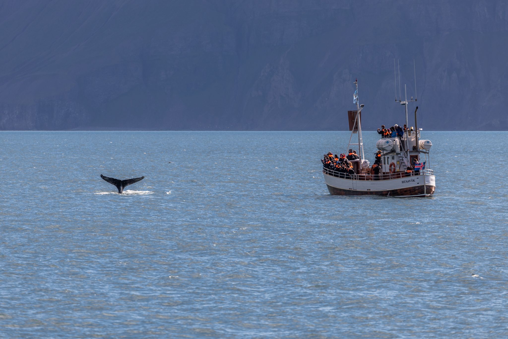 Whale watching near Húsavík, Iceland, Iceland