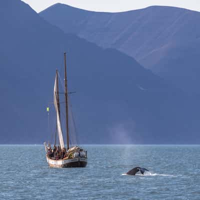 Whale watching near Húsavík, Iceland, Iceland