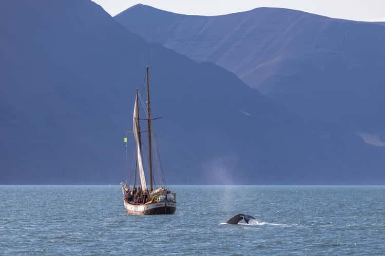 Whale watching near Húsavík, Iceland
