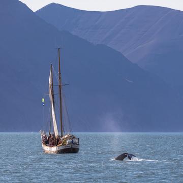 Whale watching near Húsavík, Iceland, Iceland