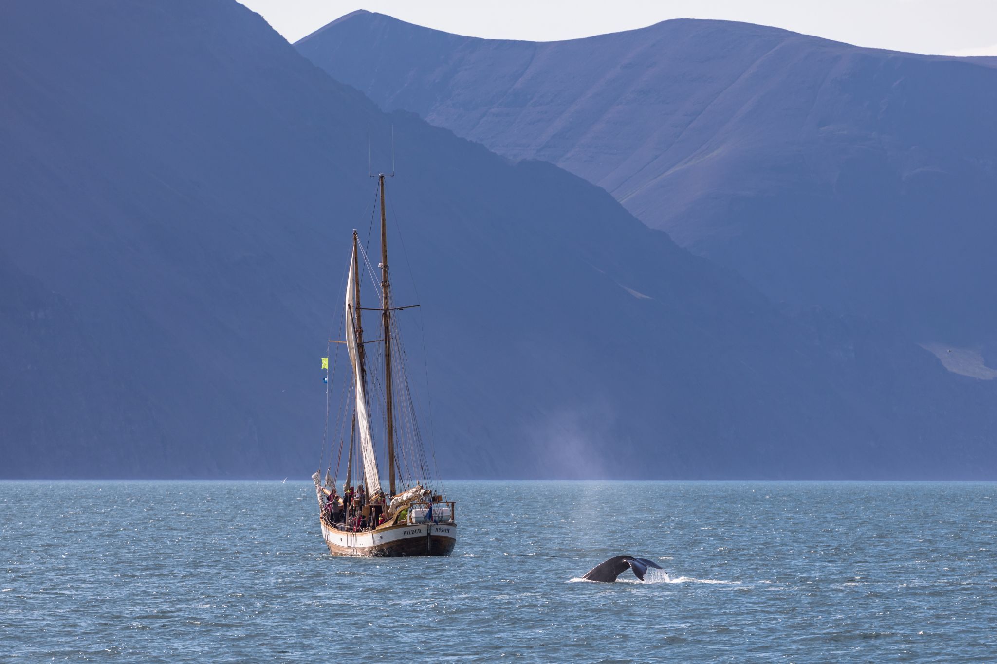 Whale watching near Húsavík, Iceland, Iceland