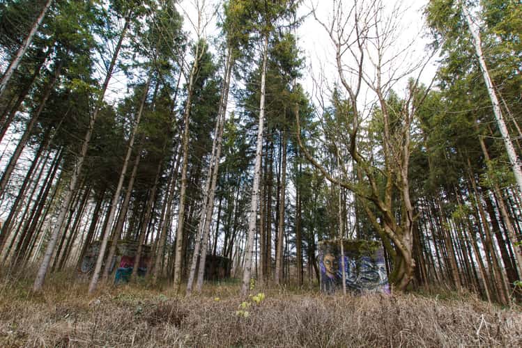 betton cubes in the woods