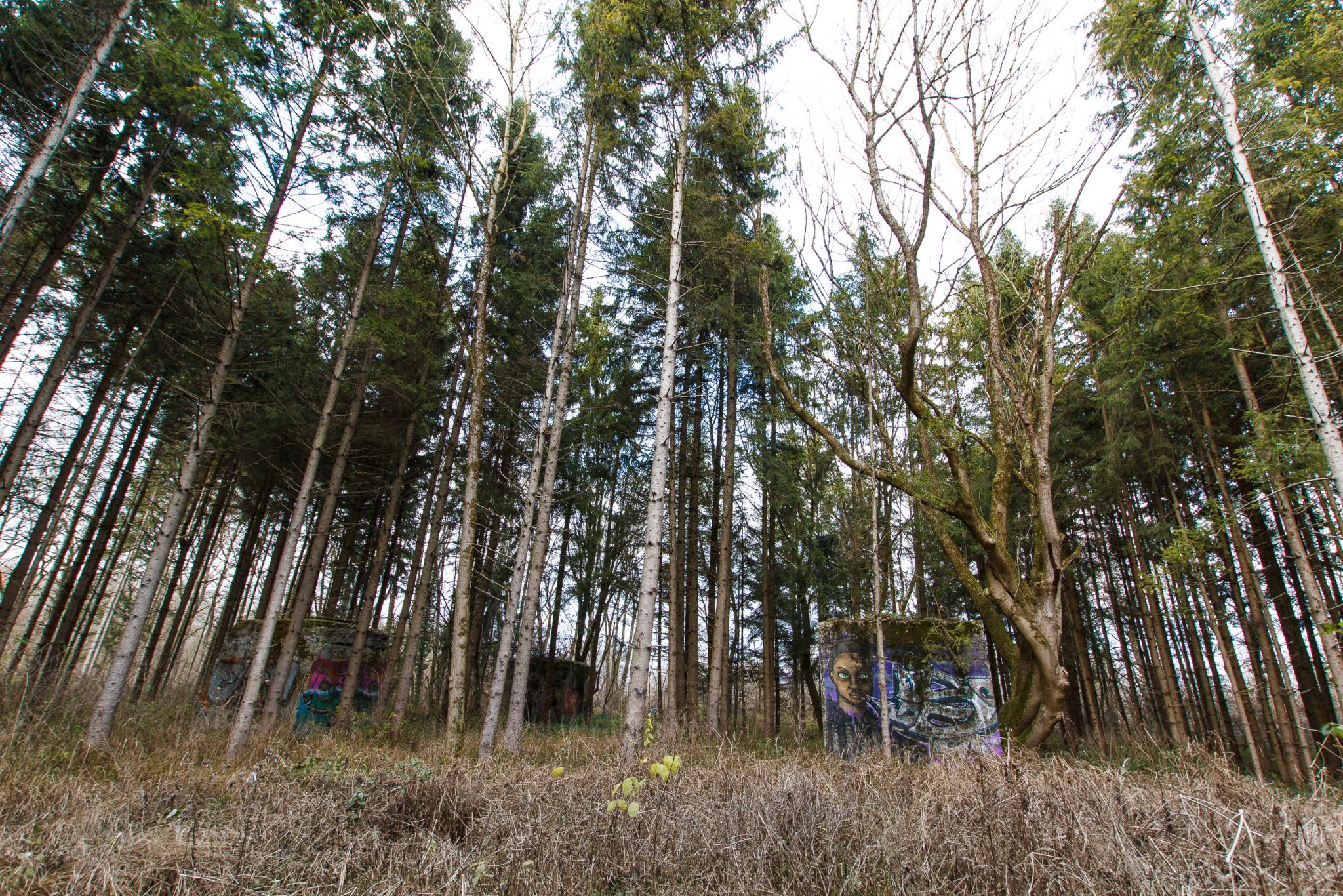 betton cubes in the woods, Germany