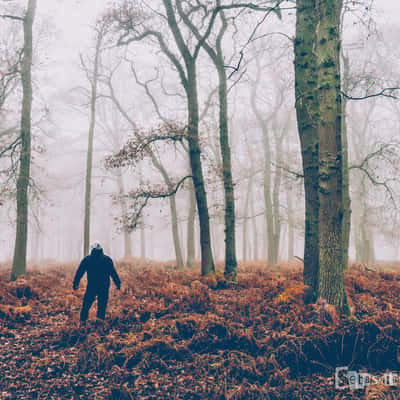 Diersfordter Wald, Germany