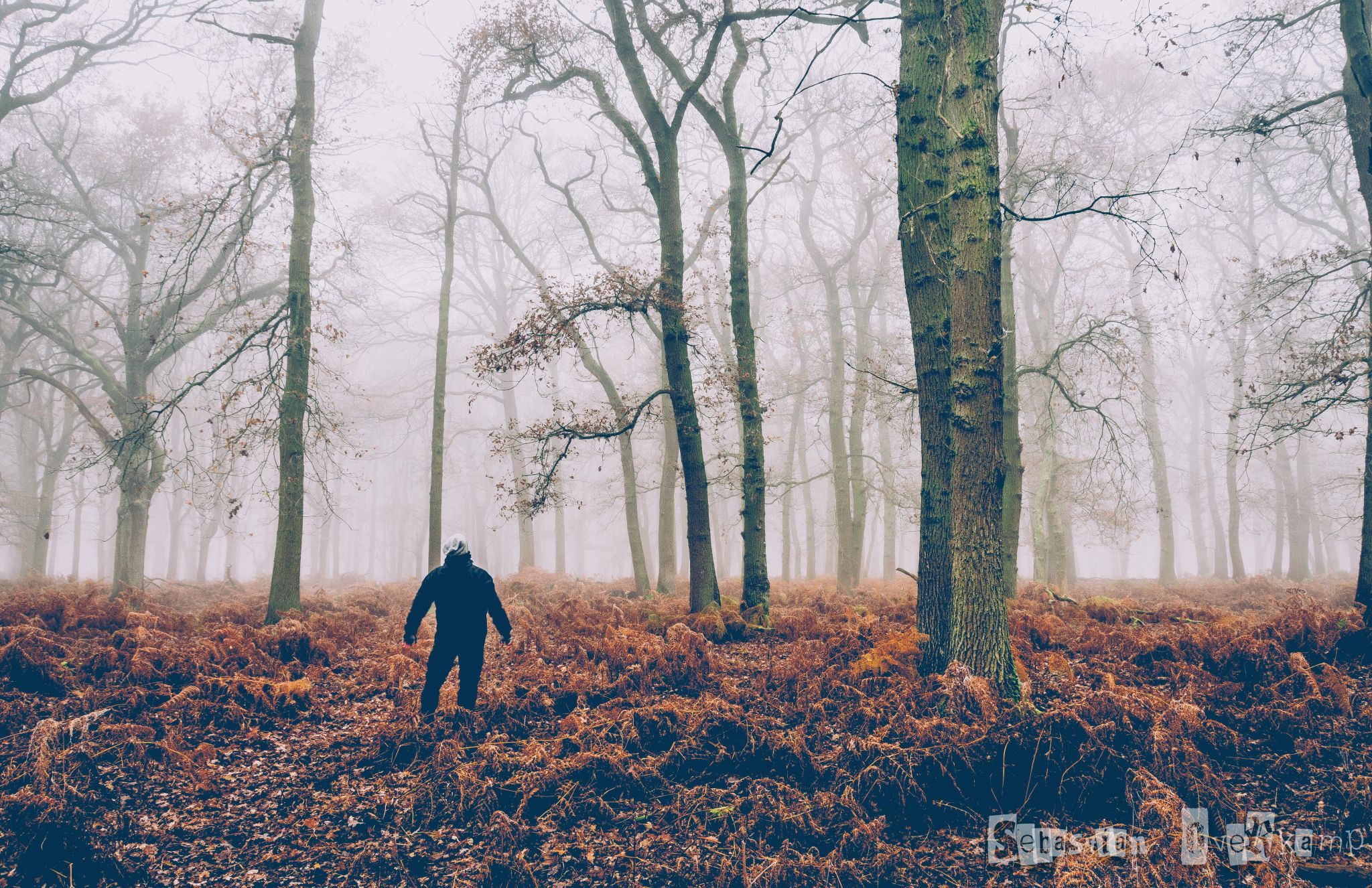 Diersfordter Wald, Germany