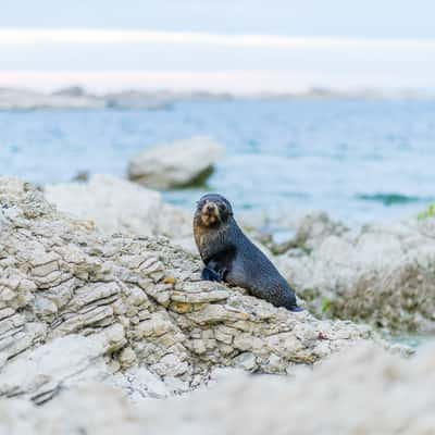 Kaikoura, New Zealand