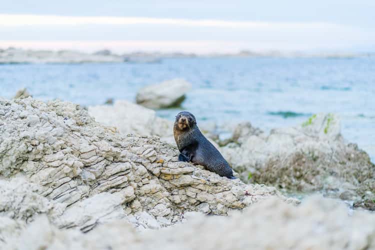 Kaikoura