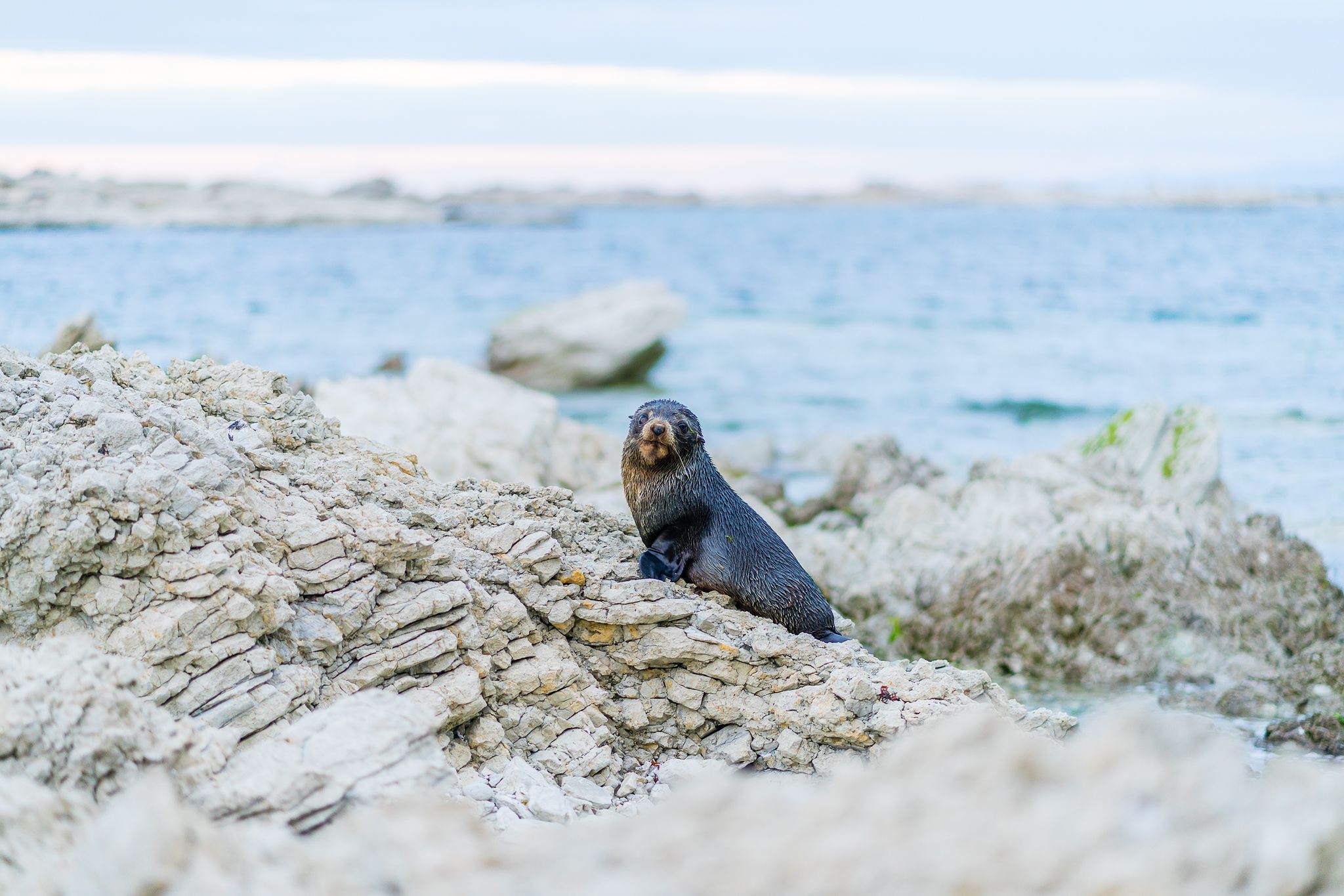 Kaikoura, New Zealand