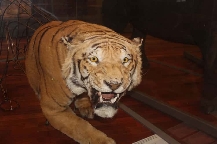 Kelvingrove Art Gallery and Museum