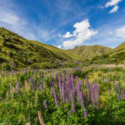 Lindis Pass, New Zealand