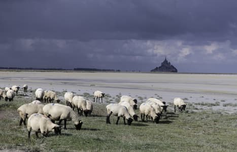 Marais Sallants Mont Saint Michel