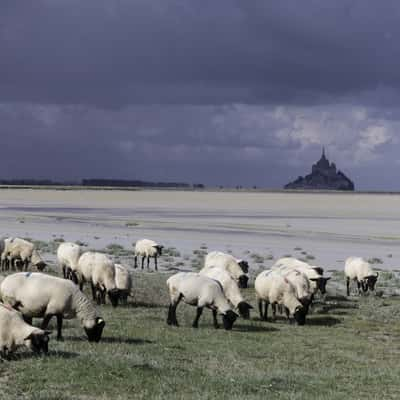 Marais Sallants Mont Saint Michel, France