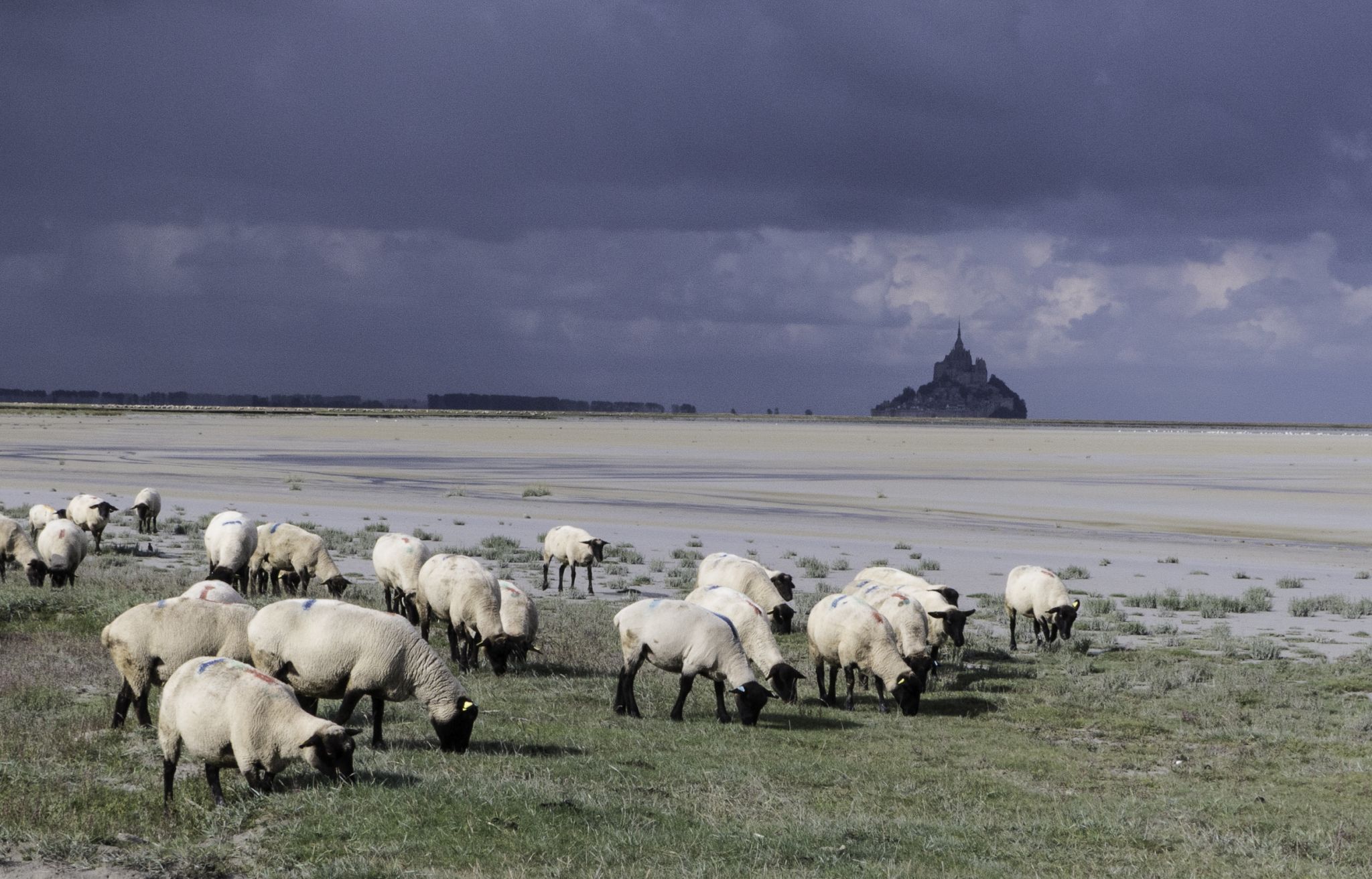 Marais Sallants Mont Saint Michel, France