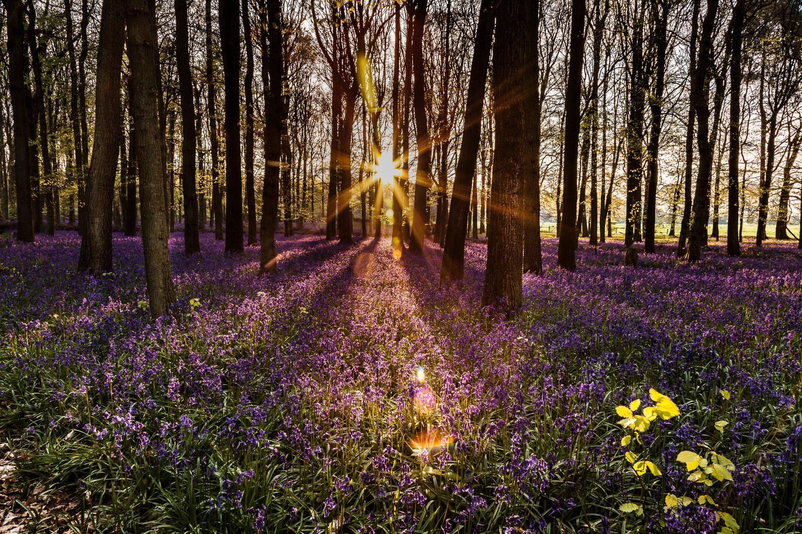 National Trust Dockey Wood, United Kingdom