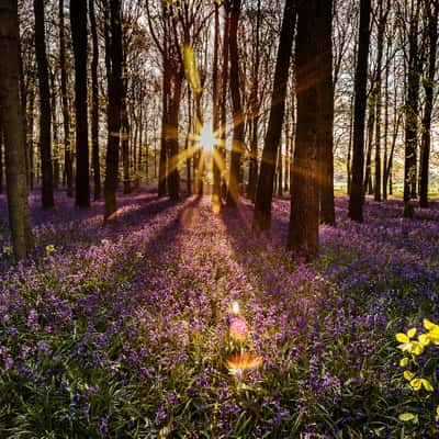 National Trust Dockey Wood, United Kingdom