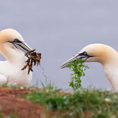 Northern Gannet Colonies on Bonaventure Island, Canada