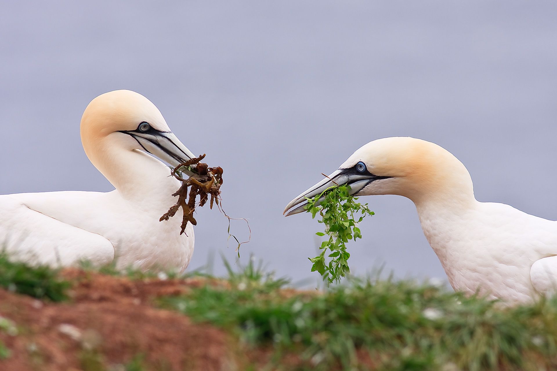 Northern Gannet Colonies on Bonaventure Island, Canada