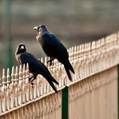 Park, India