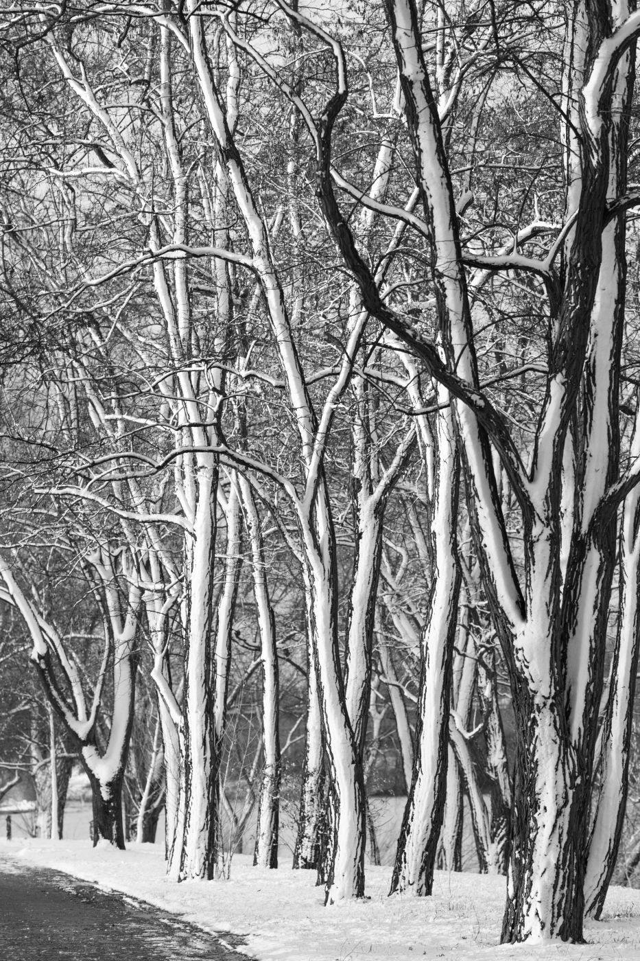 Rheinaue, Bonn, Germany